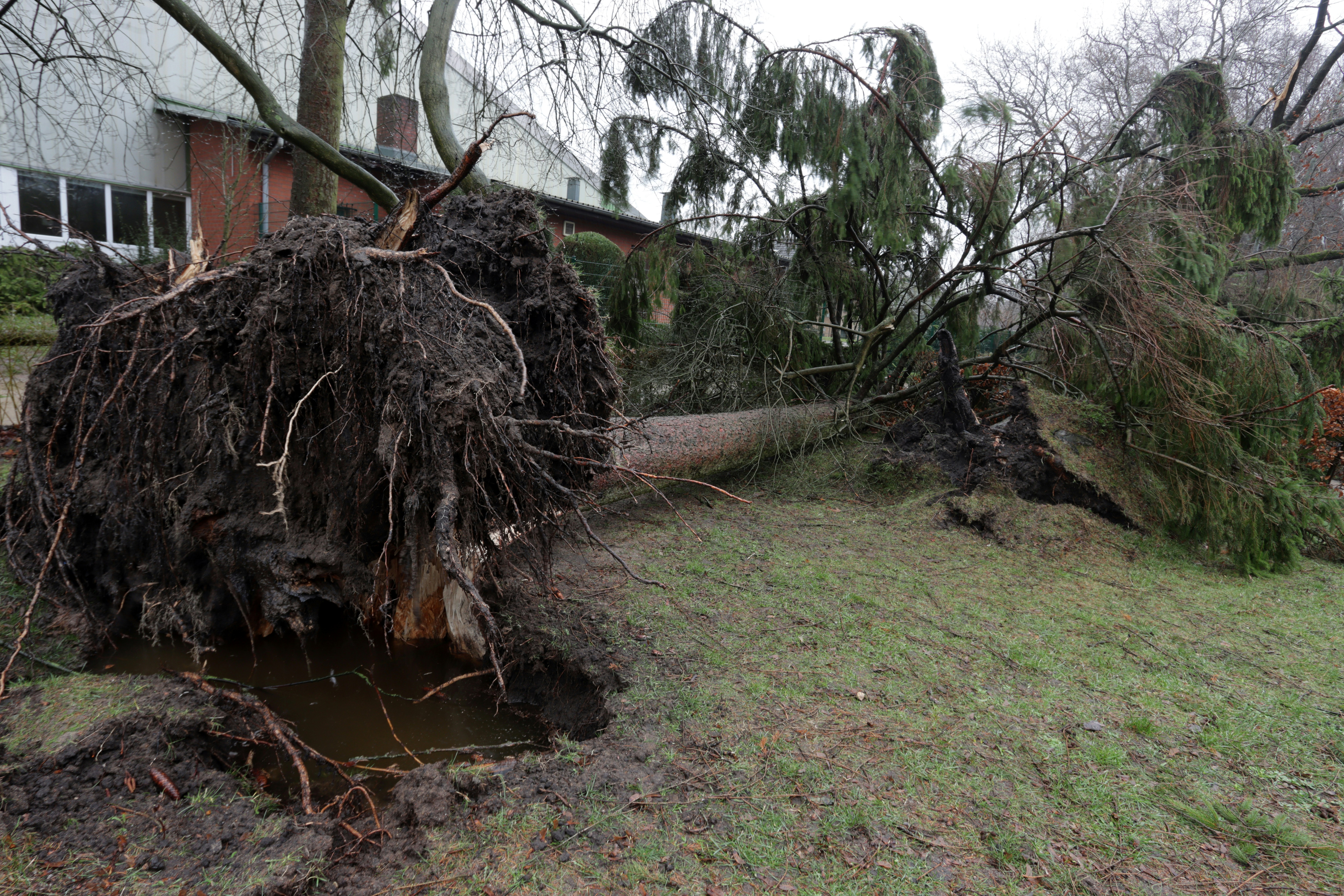 Tree damage insurance claim